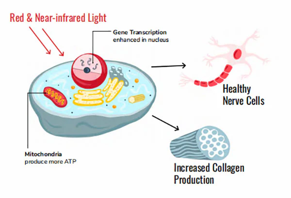 Red&Near-infrared light