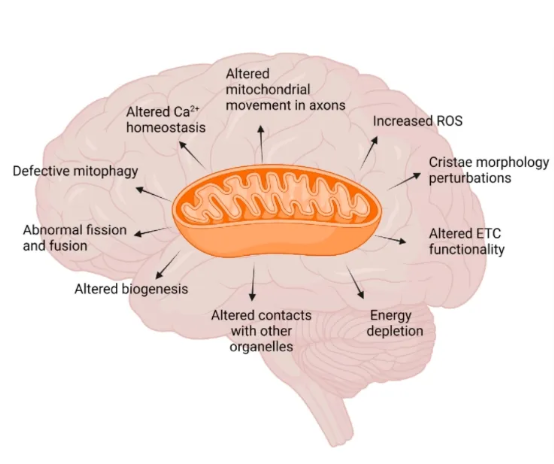 Red light enhances neuroprotection and metabolic function