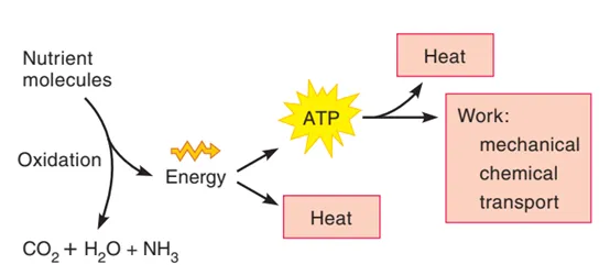 ATP energy