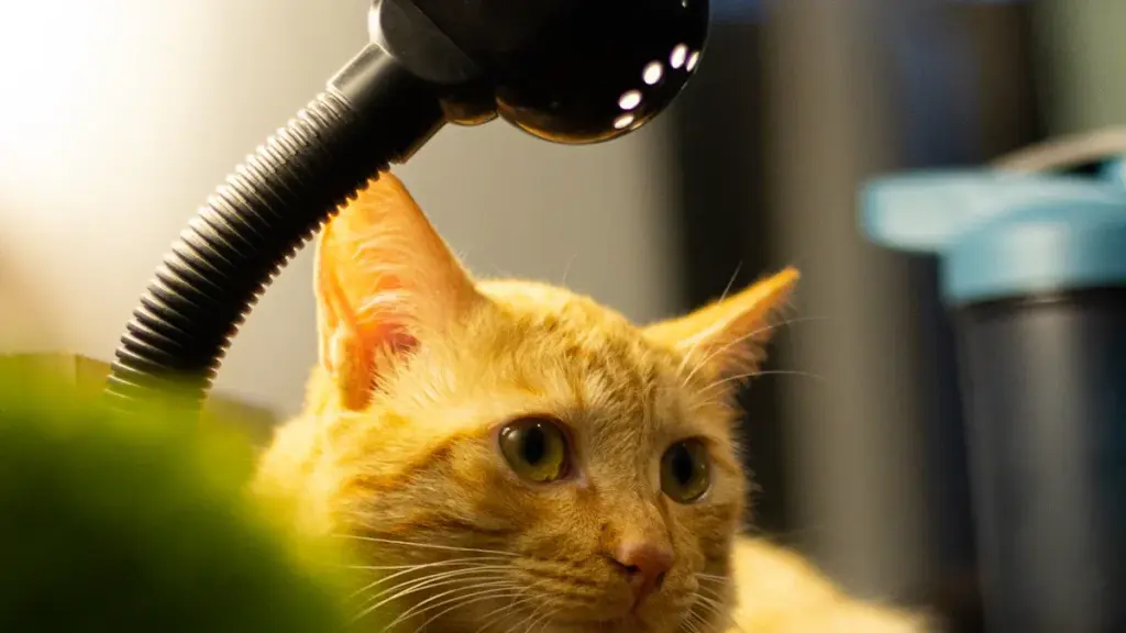 Why Your Pet Needs Red Light Therapy for Better Health