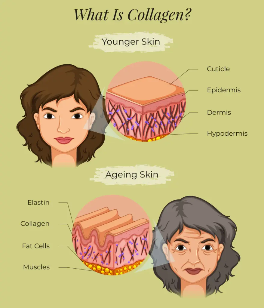 What is collagen