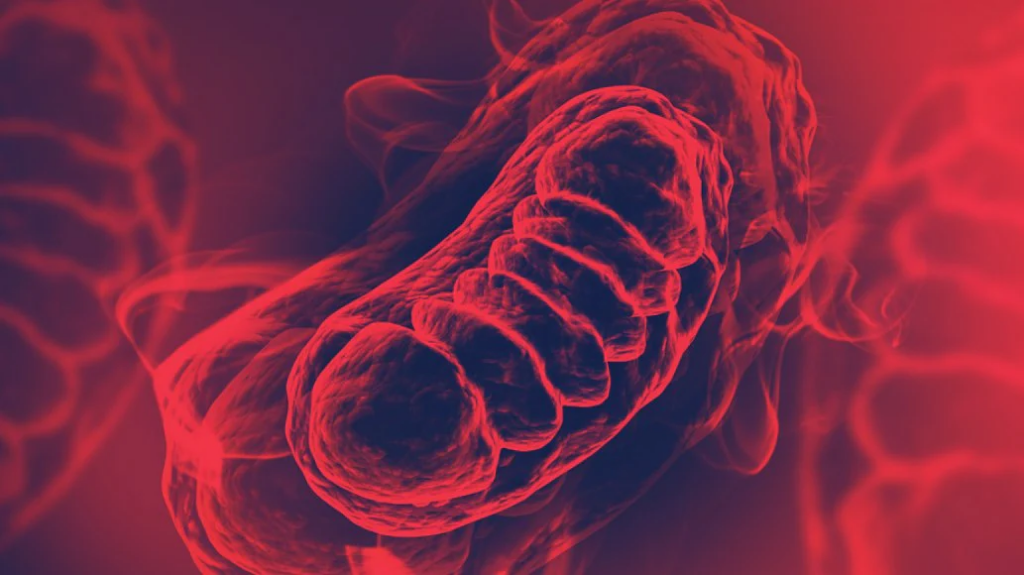red light therapy mitochondrial function